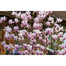 Магнолия гибридная Джордж Генри Керн, 20-30 см.