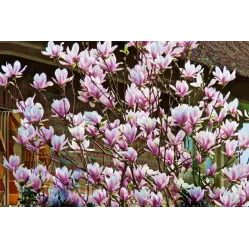 Магнолия гибридная Джордж Генри Керн, 20-30 см.