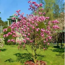 Магнолия гибридная Галакси, 20-30 см.