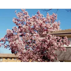 Магнолия гибридная Хэвен Сцент, 20-30 см.