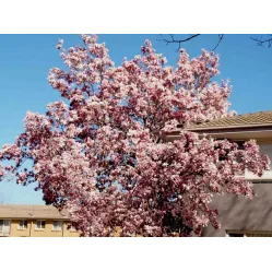 Магнолия гибридная Хэвен Сцент, 20-30 см.