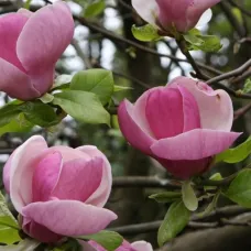 Магнолия суланжа Ленней, 20-30 см.