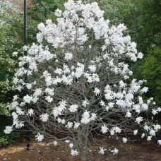 Магнолия звездчатая Роял Стар, 20-30 см.