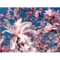 Магнолия звездчатая Розеа, 20-30 см.