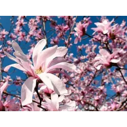 Магнолия звездчатая Розеа, 20-30 см.