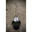 Магнолия гибридная Старбёрст, 50-60 см.