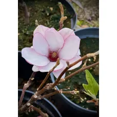 Магнолия гибридная Старбёрст, 50-60 см.