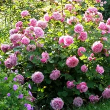 Роза Агнес Шиллингер, 40-60 см.