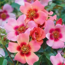 Роза Алиссар Принцесса Финикийская, 40-60 см.