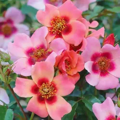 Роза Алиссар Принцесса Финикийская, 40-60 см.