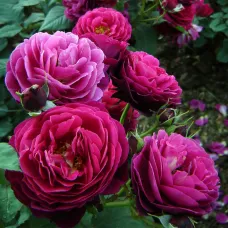 Роза Бисантенэр де Гийо, 40-60 см.