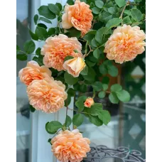 Роза Дама Джуди Денч, 40-60 см.