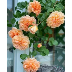 Роза Дама Джуди Денч, 40-60 см.