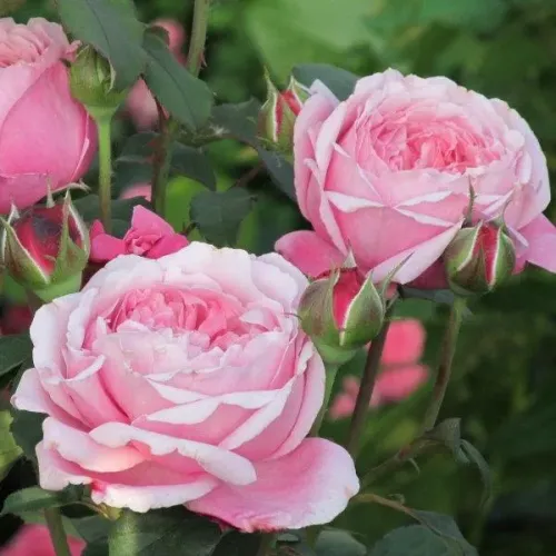 Роза Дитер Мюллер, 40-60 см.