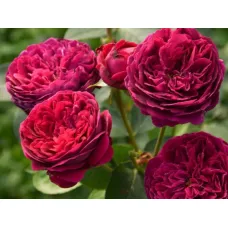 Роза Фальстаф, 40-60 см.