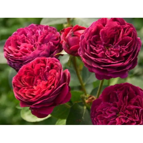 Роза Фальстаф, 40-60 см.