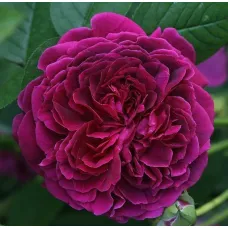 Роза Фишерман Френд, 40-60 см.