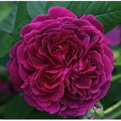 Роза Фишерман Френд, 40-60 см.