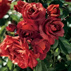 Роза Хот Кокоа, 40-60 см.