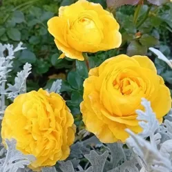 Роза Инка, 40-60 см.