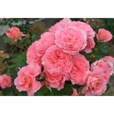Роза Институт Люмьер, 40-60 см.