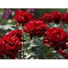 Роза Омаж а Барбара, 40-60 см.