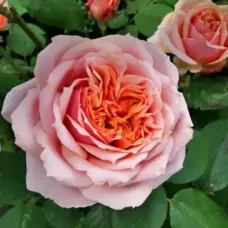 Роза Поль Бокюз, 40-60 см.