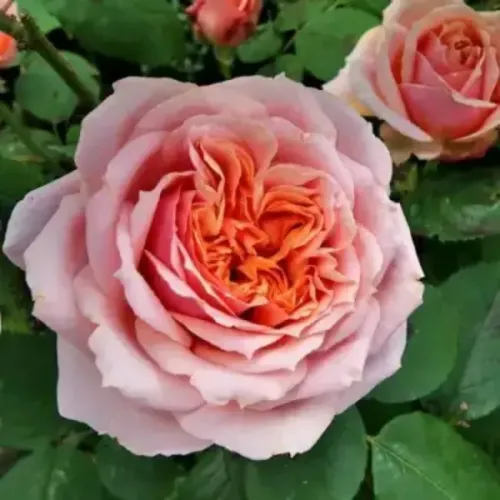 Роза Поль Бокюз, 40-60 см.