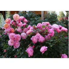 Роза Прикс П.Ж. Редут, 40-60 см.