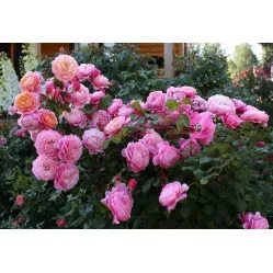 Роза Прикс П.Ж. Редут, 40-60 см.