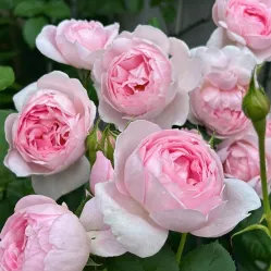 Роза Септерд Айл, 40-60 см.