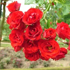 Роза Скарлет Мейяндекор, 40-60 см.