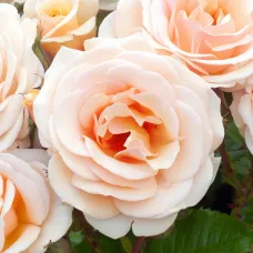 Роза Свит Хани, 40-60 см.