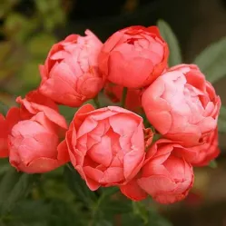 Роза Тесс оф зе д'Эрбервилль, 40-60 см.