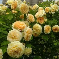 Роза Тизинг Джорджия, 40-60 см.