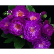 Роза Вайлд Блю Йондер, 40-60 см.