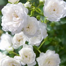 Роза Вайт Фейри, 40-60 см.
