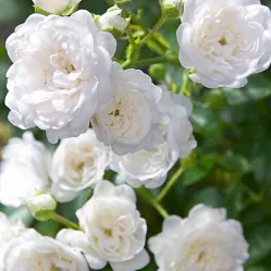 Роза Вайт Фейри, 40-60 см.