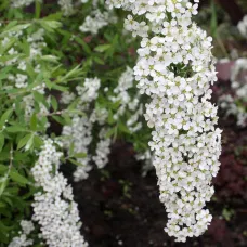 Спирея серая Грефшейм, 20-30 см.