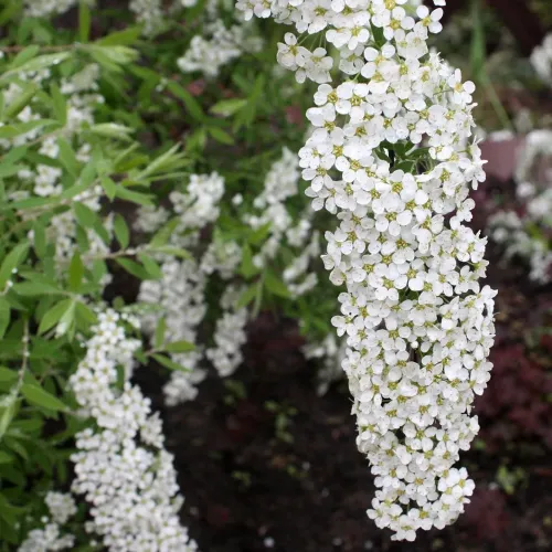 Спирея серая Грефшейм, 20-30 см.