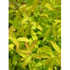 Спирея серая Казиу, 20-30 см.