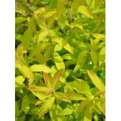 Спирея серая Казиу, 20-30 см.