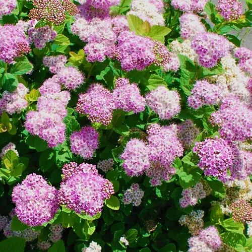 Спирея березолистная Пинк Спарклер, 20-30 см.