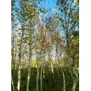 Береза бумажная, 6+ метров