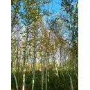 Береза бумажная, 6+ метров