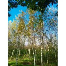 Береза бумажная, 6+ метров