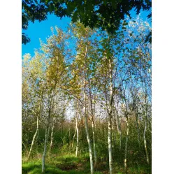 Береза бумажная, 6+ метров