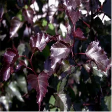 Береза повислая Роял Фрост, 1.4-1.6 метра