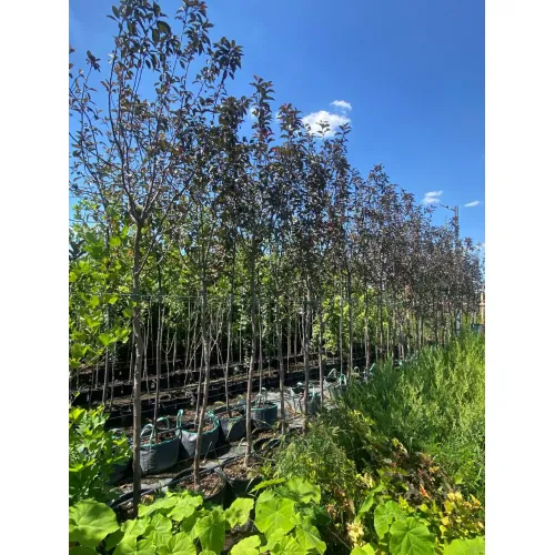 Черемуха обыкновенная Колората, 3 метра