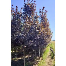 Черемуха виргинская Шуберт, 2.5-3 метра